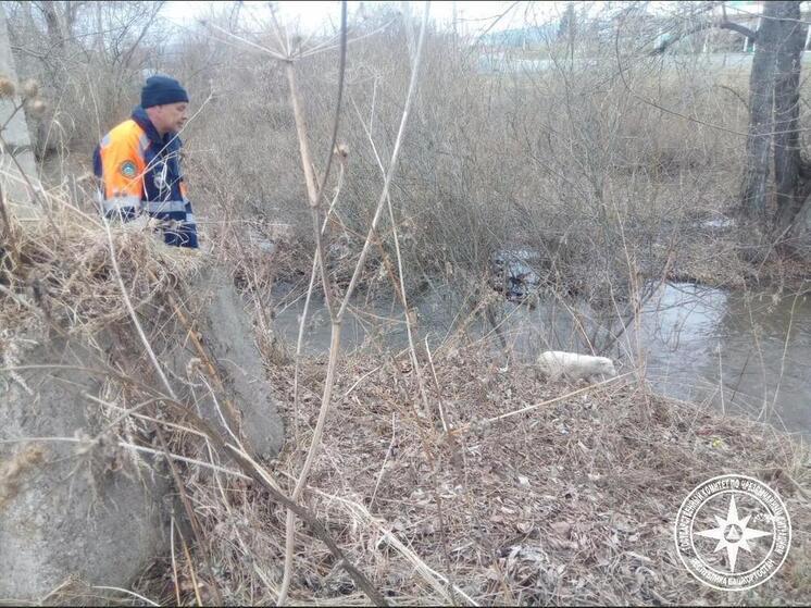 В Башкирии спасли щенка, который застрял на островке на реке