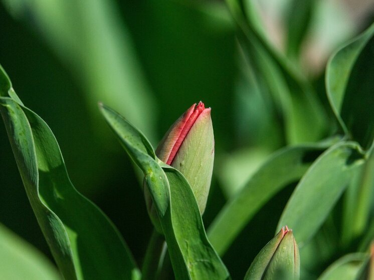  В Астраханской области 12 апреля пройдет фестиваль диких тюльпанов
