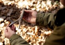 В Красноярском крае официально открывается весенний сезон охоты