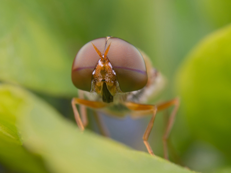 100 мл в воду и клещи разбегутся кто куда: дорогие средства больше не нужны – готовим действенную защиту сами