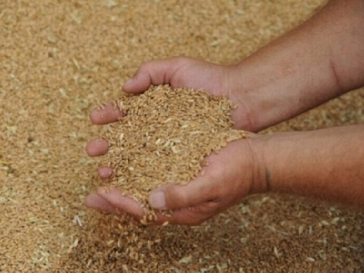 В Волгоградской области зернобобовыми культурами засеют 260 тысяч гектаров