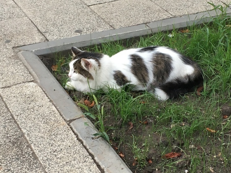 В Минтруде рассказали, почему именно коты "рекламируют" официальное трудоустройство