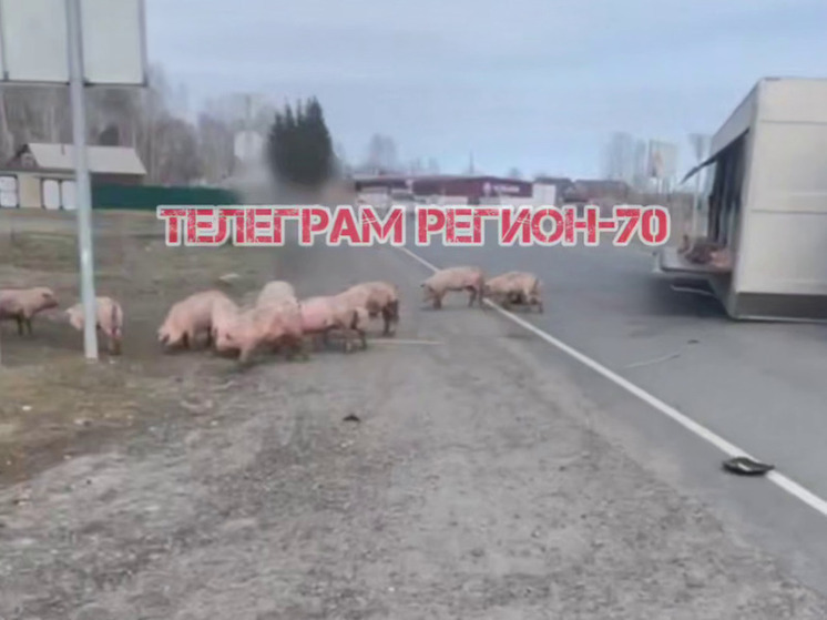 Пищащие свиньи выпали из грузовика при аварии под Томском