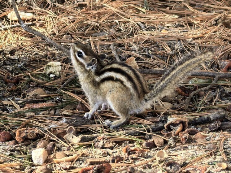 В Хабаровске днем 14 апреля ожидается потепление до +16 градусов