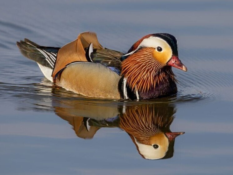 Утки-мандаринки вернулись в Амурскую область после снежной зимы