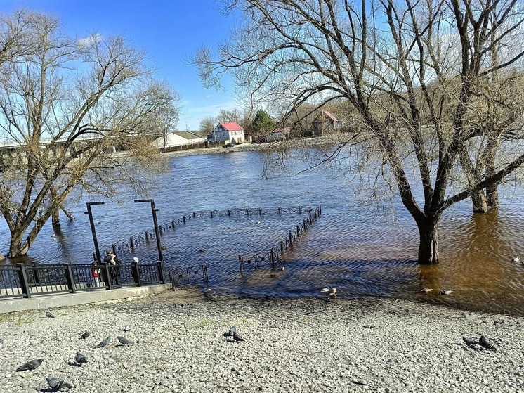 На Брянщине ушли под воду 19 садовых и 7 приусадебных участков