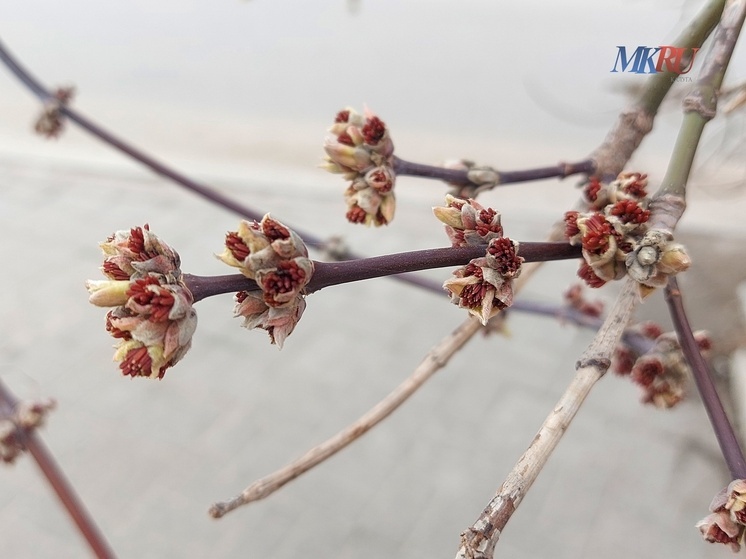 Калужские синоптики обещают резкое потепление