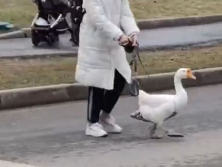 Гуся на поводке заметили в подмосковных Люберцах