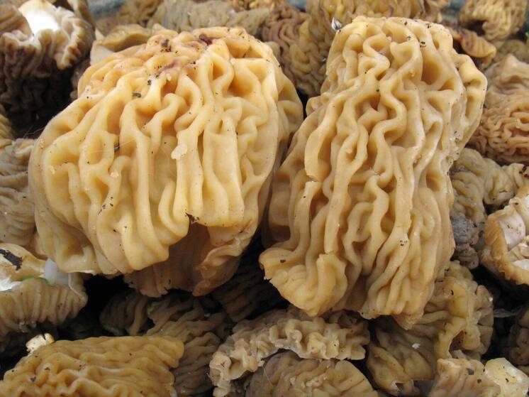 Сезон сбора весенних грибов может начаться в выходные