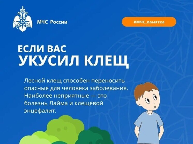 Липчанам рассказали, что нужно делать после укуса клеща