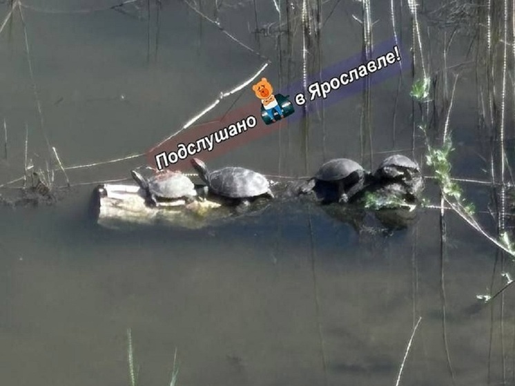 В прудах Ярославля водятся болотные черепахи