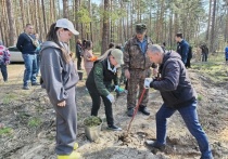 Международная акция «Сад памяти» в этом году проводится шестой раз подряд. С 18 марта по 22 июня добровольцы и активисты по всей России высаживают саженцы деревьев, которые будут напоминать о подвиге 27 миллионов солдат, погибших в годы Великой Отечественной. Жители Тамбовской области охотно присоединились к этому патриотическому почину. Сегодня акция прошла на территории Бондарского округа.  