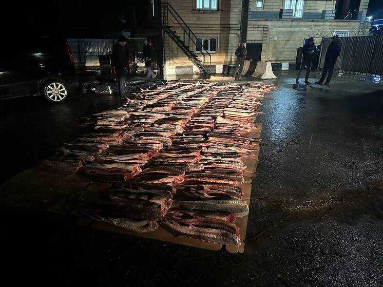 В Дагестане завели дело на мужчину, незаконно добывшего более тонны осетра