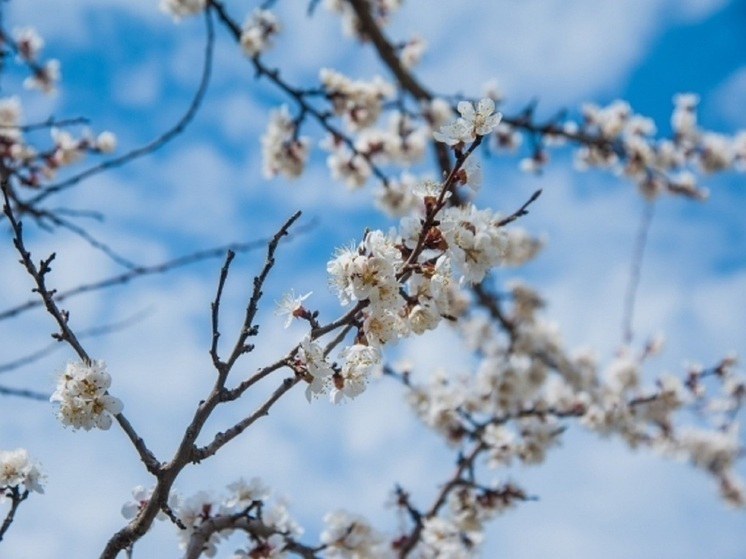В Волгоградской области 16 апреля ожидается до +22℃