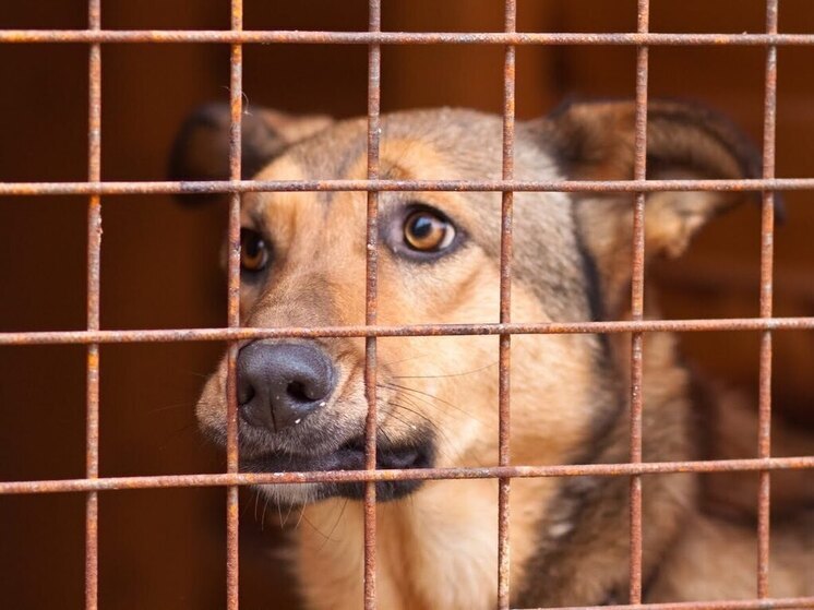 Собака покусала пенсионера в Беломорске