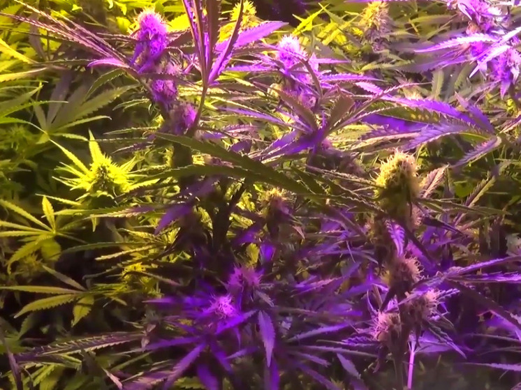 Полицейские обнаружили наркоплантацию в одном из домов под Дмитровым