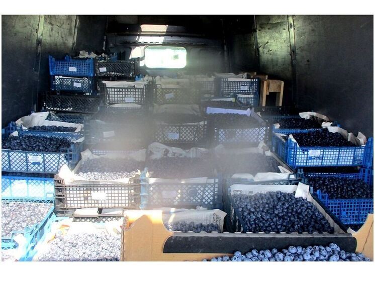 Россельхознодзор предотвратил ввоз на Смоленщину более 16 тонн зараженной трипсом голубики