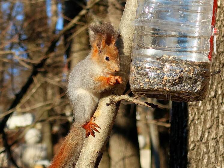 Экологи отметили прирост белок в Железноводске