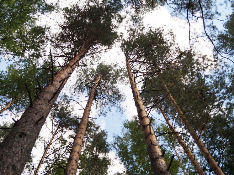 18 апреля в Марий Эл вводится особый противопожарный режим