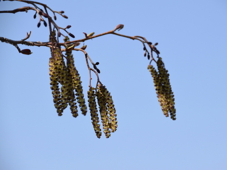 Что делать, чтобы не было беды на Ольховые смотрины 17 апреля