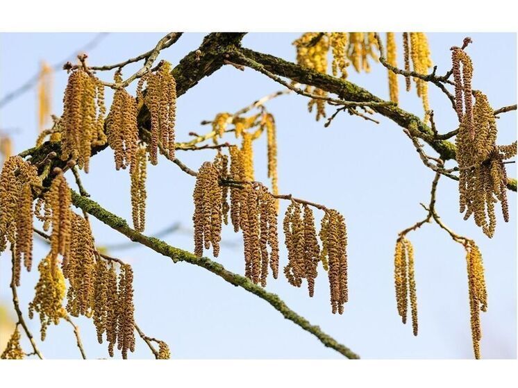 Синоптики 17 апреля обещают в Смоленске малооблачную погоду