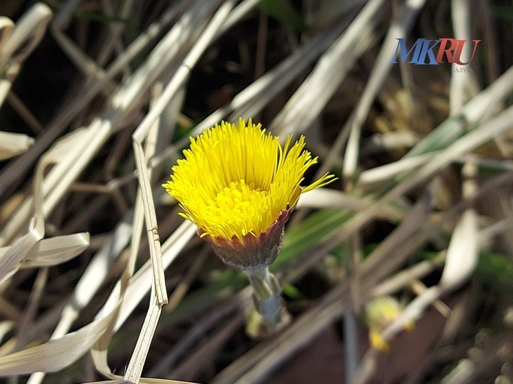 В Калужской области зафиксирован температурный рекорд