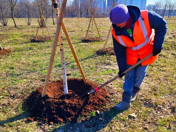 Более 300 ордеров получили петербуржцы на посадку деревьев
