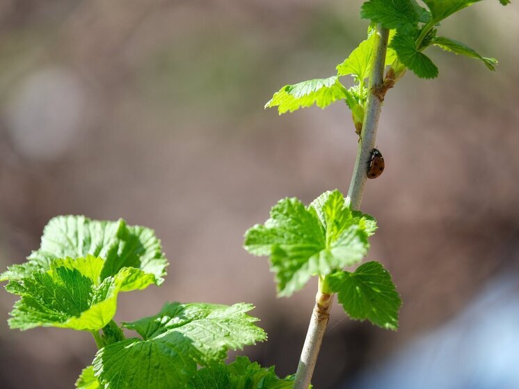  В Волгоградской области ожидается потепление до +26 градусов