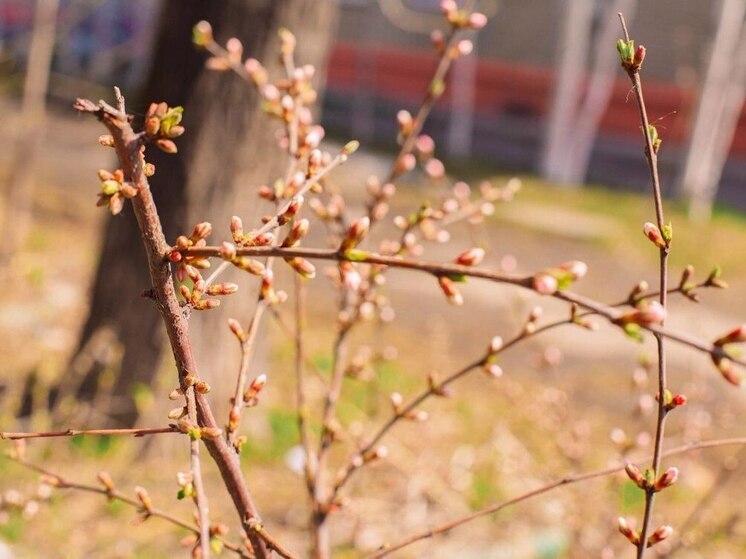 В Хабаровске 17 апреля ожидается солнечная погода