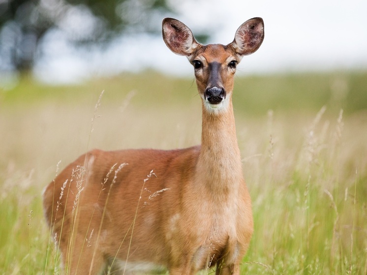 Весенняя миграция косуль заканчивается на юге Приамурья