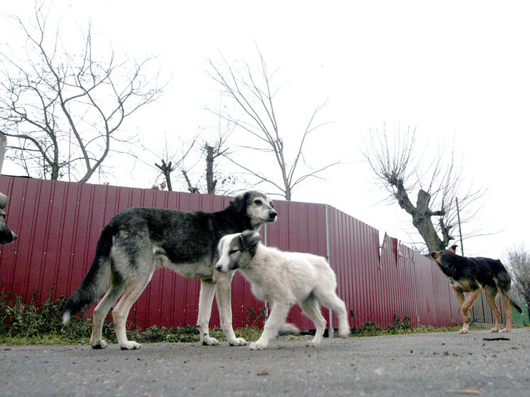 Неизвестные расстреляли бездомных собак в Раменском округе