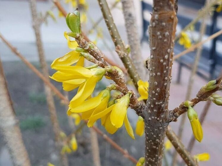 В Подмосковье сегодня ожидаются небольшие дожди