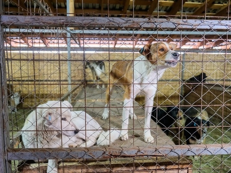 В одном из волгоградских хуторов ввели карантин по бешенству