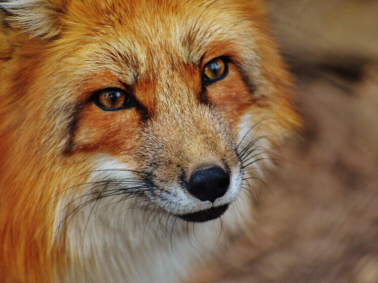 В Воронежской области выявили девять случаев бешенства животных