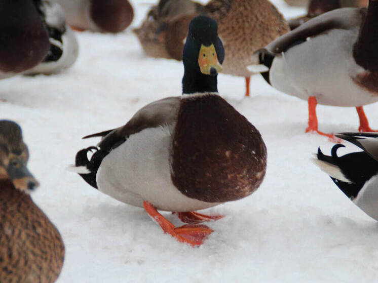 В Хабаровском крае стартовала весенняя охота