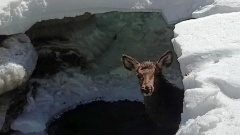 Инспекторы спасли марала из ледяной ловушки в Саяно-Шушенском заповеднике: видео