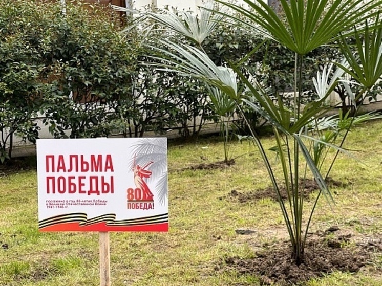 В Сочи высаживают пальмы в рамках акции
