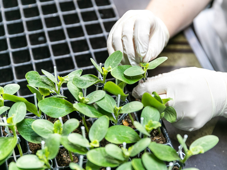 В Волгоградской области набирает обороты посевная кампания