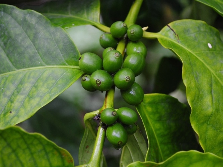 Сегодня отмечается День кофе. «Донецкий» Россельхозцентр рассказывает о кофейных деревьях ДНР
