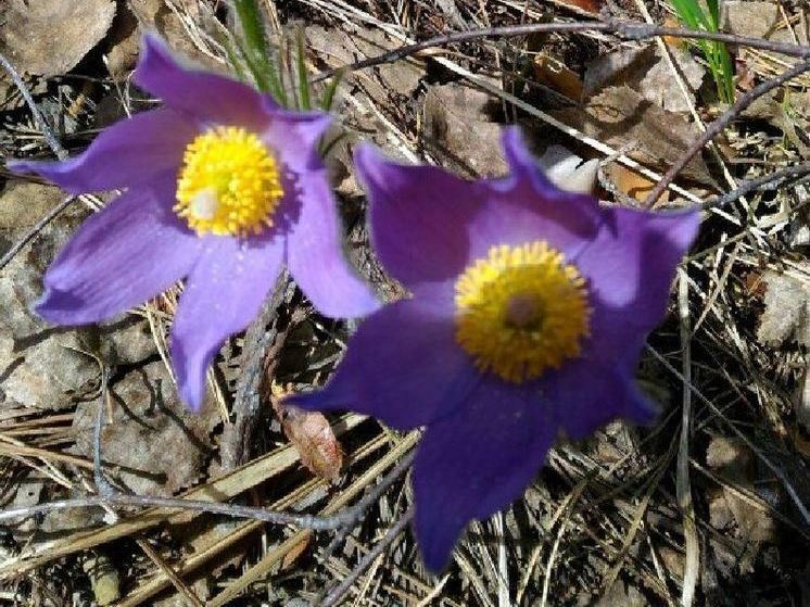 Федул Ветреник 18 апреля: каких поступков нужно остерегаться