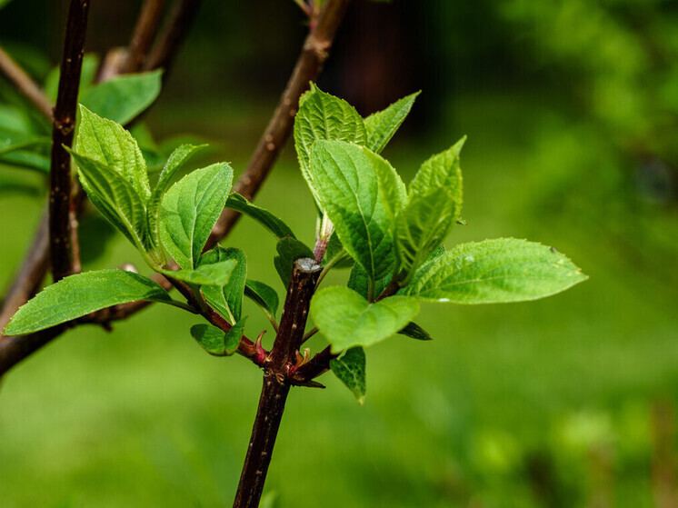 Калужские синоптики обещают летнюю погоду