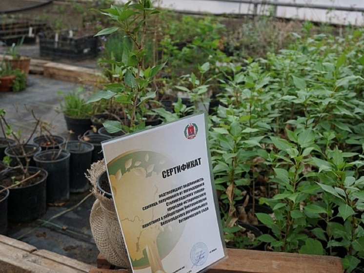 Саженцы сталинградского тополя передали в федеральные округа России