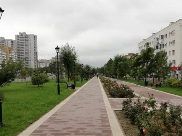 В центре Волгограда посадят молодые клены, сосны и можжевельники