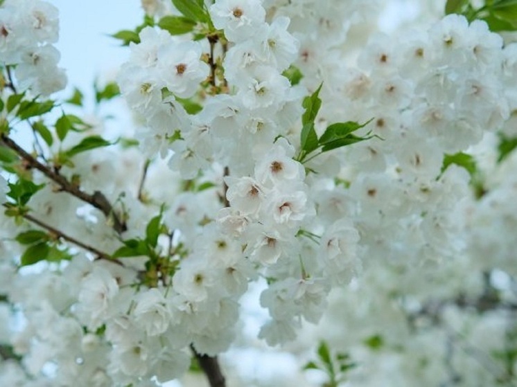 В Волгоградской области 18 апреля ожидается солнечная погода при +26 градусах