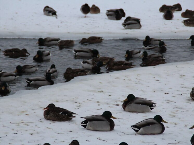 В Приамурье 19 апреля стартует весенний сезон охоты на водоплавающую дичь