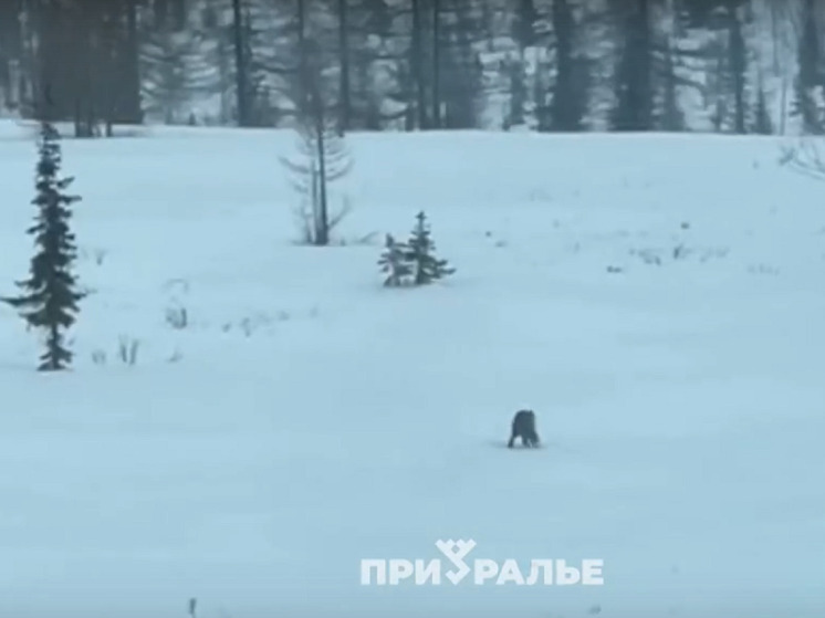 На трассе у Салехарда заметили выслеживающего и убивающего оленей хищника