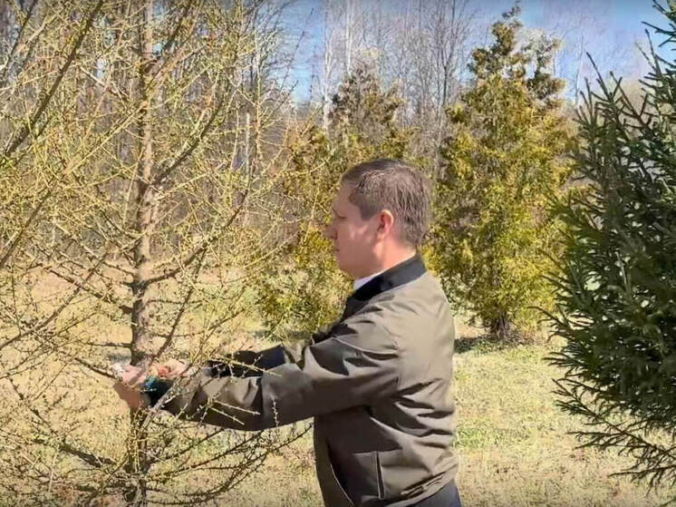 В Йошкар-Оле высадят лиственницы и ели