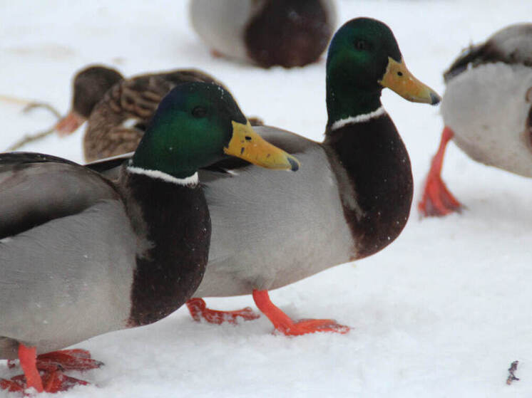 Весенняя охота стартует в Амурской области