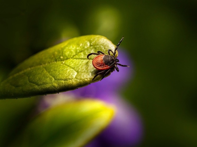 От укусов клещей в Башкирии пострадали 428 человек