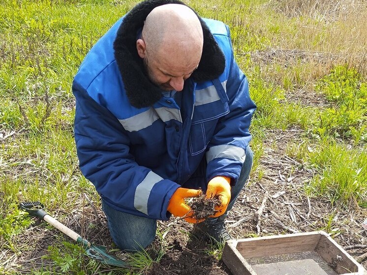 Агрономы искали в полях ДНР вредителей и сорные травы